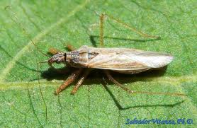 Attēlu rezultāti vaicājumam “Nabidae”