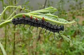 Attēlu rezultāti vaicājumam “Nymphalis xanthomelas”