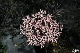 Attēlu rezultāti vaicājumam “Sambucus nigra flower”