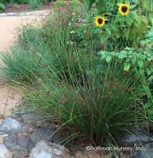 Attēlu rezultāti vaicājumam “Juncus effusus”