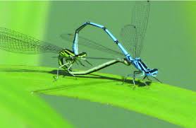 Attēlu rezultāti vaicājumam “Coenagrion puella male”