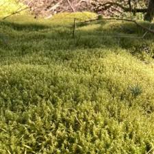 Attēlu rezultāti vaicājumam “Rhytidiadelphus squarrosus”