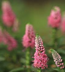 Attēlu rezultāti vaicājumam “Veronica longifolia flower”