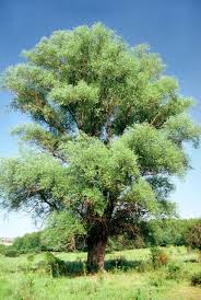 Attēlu rezultāti vaicājumam “Salix alba”