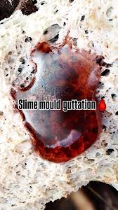 Attēlu rezultāti vaicājumam “Fuligo gyrosa plasmodium”