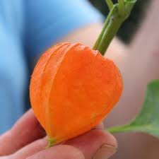 Image result for Lampionblume