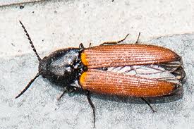 Attēlu rezultāti vaicājumam “Ampedus pomorum”