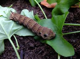 Attēlu rezultāti vaicājumam “Deilephila elpenor imago”