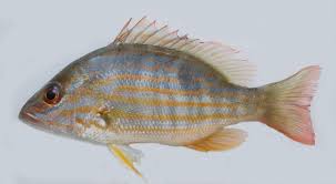 Image result for Lutjanus synagris