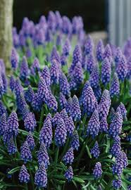 Attēlu rezultāti vaicājumam “Muscari armeniacum flower”