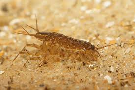 Attēlu rezultāti vaicājumam “Asellus aquaticus”