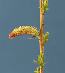 Attēlu rezultāti vaicājumam “Salix purpurea male flower”