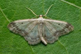 Attēlu rezultāti vaicājumam “Idaea biselata”