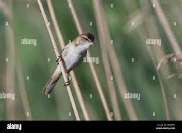 Image result for Acrocephalus agricola