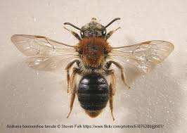 Attēlu rezultāti vaicājumam “Andrena haemorrhoa female”