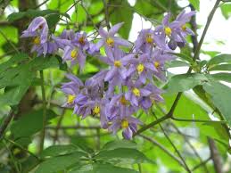 Attēlu rezultāti vaicājumam “Solanum dulcamara flower”