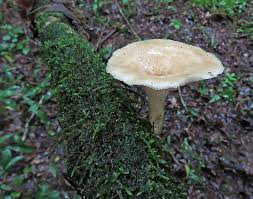 Attēlu rezultāti vaicājumam “Anomoporia bombycina”