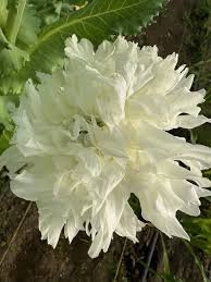 Image result for Papaver somniferum White Cloud