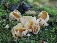 Attēlu rezultāti vaicājumam “Otidea onotica”