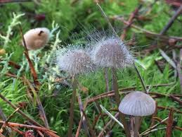 Attēlu rezultāti vaicājumam “Spinellus fusiger”