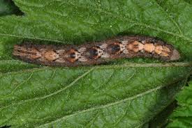 Attēlu rezultāti vaicājumam “Alcis repandata”