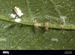 Attēlu rezultāti vaicājumam “Chrysopidae eggs”