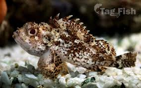 Image result for Scorpaena porcus