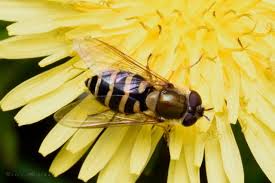 Attēlu rezultāti vaicājumam “Syrphus torvus”