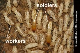 Attēlu rezultāti vaicājumam “Retinia resinella exuvia”