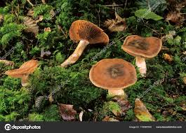 Attēlu rezultāti vaicājumam “Gymnopilus sapineus”