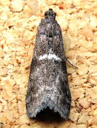 Attēlu rezultāti vaicājumam “Apomyelois bistriatella”