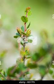 Attēlu rezultāti vaicājumam “Betula nana female flower”