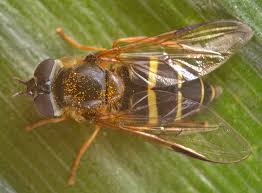 Attēlu rezultāti vaicājumam “Dasysyrphus tricinctus”