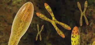 Image result for Sfântul https://ro.wikipedia.org/wiki/Irineu de Lyon