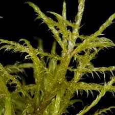 Attēlu rezultāti vaicājumam “Drepanocladus aduncus”