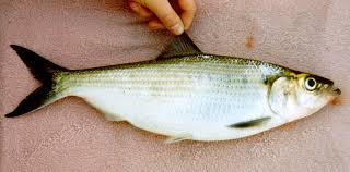 Image result for Alosa chrysochloris