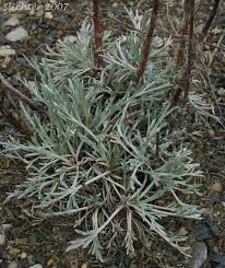 Attēlu rezultāti vaicājumam “Artemisia campestris leaf”