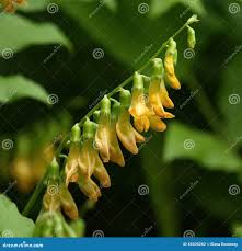 Attēlu rezultāti vaicājumam “Lathyrus laevigatus”