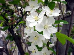 Attēlu rezultāti vaicājumam “Malus prunifolia”