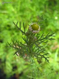 Image result for Matricaria recutita (chamomilla)