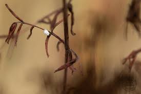 Attēlu rezultāti vaicājumam “Orthezia urticae”