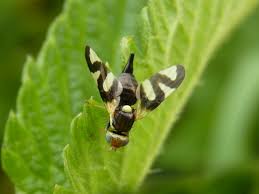 Attēlu rezultāti vaicājumam “Urophora cardui”