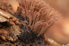 Attēlu rezultāti vaicājumam “Stemonitis fusca stalked”