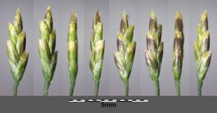 Attēlu rezultāti vaicājumam “Puccinellia distans”