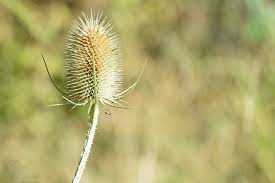 Attēlu rezultāti vaicājumam “Dipsacus fullonum flower”