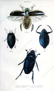 Attēlu rezultāti vaicājumam “Dytiscus dimidiatus”