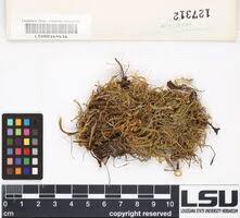 Attēlu rezultāti vaicājumam “Breidleria pratensis”