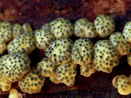 Attēlu rezultāti vaicājumam “Hypocrea gelatinosa”