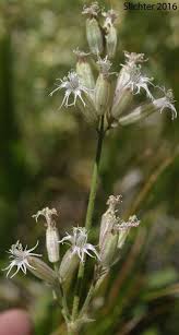 Attēlu rezultāti vaicājumam “Silene chlorantha”