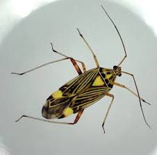 Attēlu rezultāti vaicājumam “Rhabdomiris striatellus”